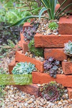 there are many succulents growing on the bricks