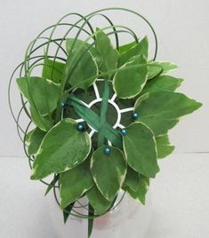 a plant with green leaves and blue beads in a glass vase on a white surface