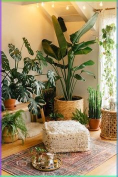 a room filled with lots of plants and potted plants on top of a rug