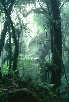 the forest is full of green plants and trees