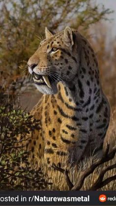 a big cat that is standing in the grass with its mouth open and it's tongue out