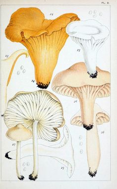 British edible fungi :.London :K. Paul, Trench, Trbner,1891.. |  | Vintage Print Reproduction 463739 Golden Chanterelle, Edible Fungi, Edible Mushrooms, Scotch Bonnet, Mushroom Design, Large Picture Frames, Wonderful Images, Antique Art, Print Gifts