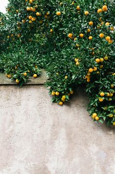 an orange tree with lots of fruit growing on it