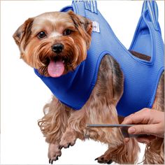 a small dog wearing a blue vest being held by a person's hand with a pair of scissors