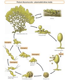 the life cycle of an animal and its food webpage is shown in this diagram