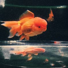 two goldfish swimming in an aquarium next to each other