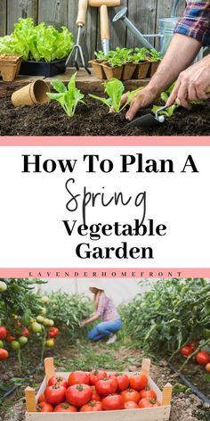 how to plan a spring vegetable garden in the back yard with lots of tomatoes and lettuce