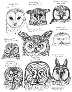 an image of owls with different eyes