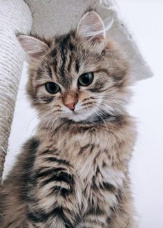 a small kitten sitting on top of a chair