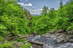 a river running through a lush green forest