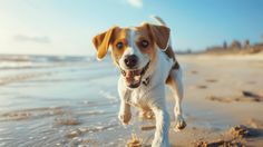 a brown and white dog walking on top of a sandy beach