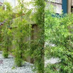 Podocarpus Glacillor Tree Podocarpus Gracilior, Podocarpus Hedge, Cheap Landscaping Ideas, Privacy Trees, Natural Landscaping, Jacaranda Tree, Garden Patio Decor, Backyard Plants, Tree Fern