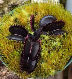 a close up of a potted plant with some sort of animal on it's side