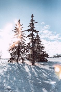 the sun shines brightly behind two tall trees in the snow on a sunny day