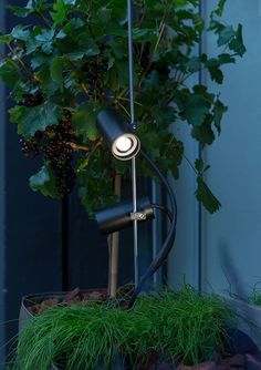 a lamp that is on top of a potted plant