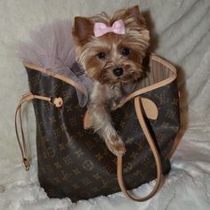 a small dog is sitting in a purse