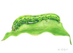 Original Hand Drawn Colored Pencil Art Caterpillar Drawing, Colored Pencil Art, Colored Pencil Drawings, Vibrant Wall Art, White Poppy, Artistic Style, Colored Pencil Drawing, Color Pencil Art, Color Pencil Drawing