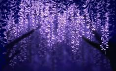 purple leaves are hanging from the branches of a tree in front of a blue background