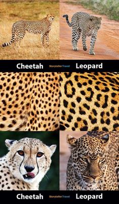 the different types of cheetah and leopards