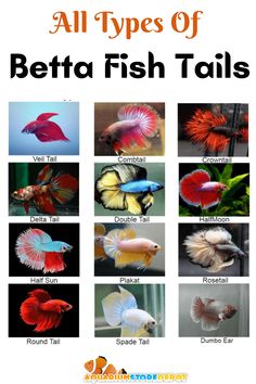 TYPES OF BETTA FISH Betta Fish Breeds, Orange Betta Fish, Beta Fish Types, Betta Fish Breeding, Koi Betta Fish, Tail Types