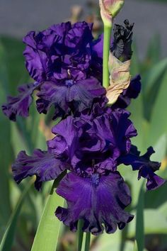 purple flowers are blooming in the garden