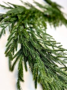 a close up of a green branch on a white surface