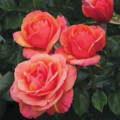 three pink roses are blooming in the garden, and one is orange with green leaves