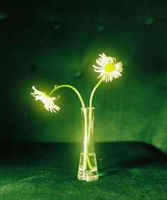 two daisies in a glass vase on a green tablecloth, lit by light from the side