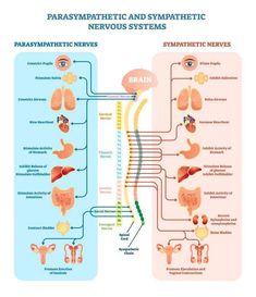 the nervous system and its major functions are shown in this diagram, which shows the location of