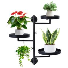 three potted plants are hanging on a black wall shelf with two white pots and one green plant