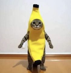 a cat in a banana costume standing on its hind legs