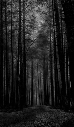 a black and white photo of trees in the woods