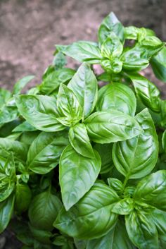 some green leaves that are growing in the ground