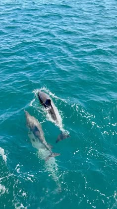 two dolphins swimming in the ocean together