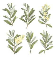 four different types of leaves and flowers on a white background, each with yellow flowers