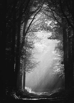 black and white photograph of sunbeams in the woods