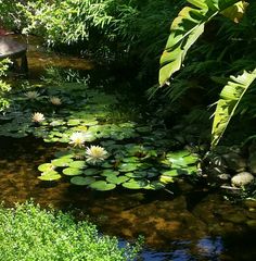 water lilies are blooming on the edge of a small stream in a lush green garden