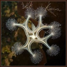 a close up of a sea urchin with many small bubbles on it's surface