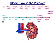 blood flow in the kidneys