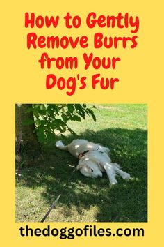 Text: How to gently remove burrs from your dog's fur. Photo:  Golder retriever rolling in the grass under a tree. Dog Days, Pet Care, Puppies, Dogs