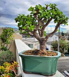 a bonsai tree sitting on top of a wooden table next to a window sill