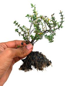 a hand holding a small plant with roots