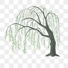 a willow tree with green leaves on it's branches, in front of a white background