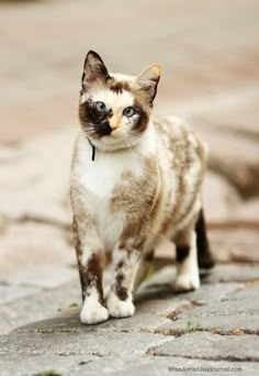 a brown and white cat walking across a street