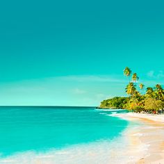 the beach is lined with palm trees and blue water