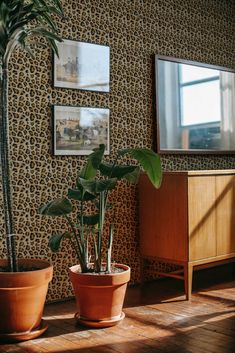 two potted plants sit in front of a wall with pictures on it and a mirror