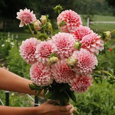 a person holding a bunch of pink flowers in their hand and some green plants behind them