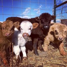 three baby cows standing next to each other on dry grass in front of a wire fence