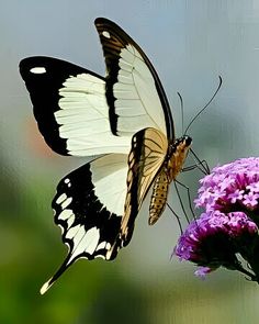 two butterflies sitting on top of a purple flower