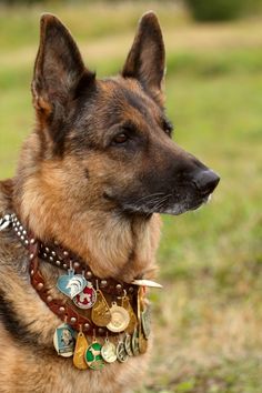 a german shepherd dog wearing a collar with lots of buttons on it